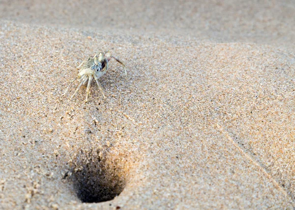 Cangrejo en la playa la vida en la arena — Foto de Stock