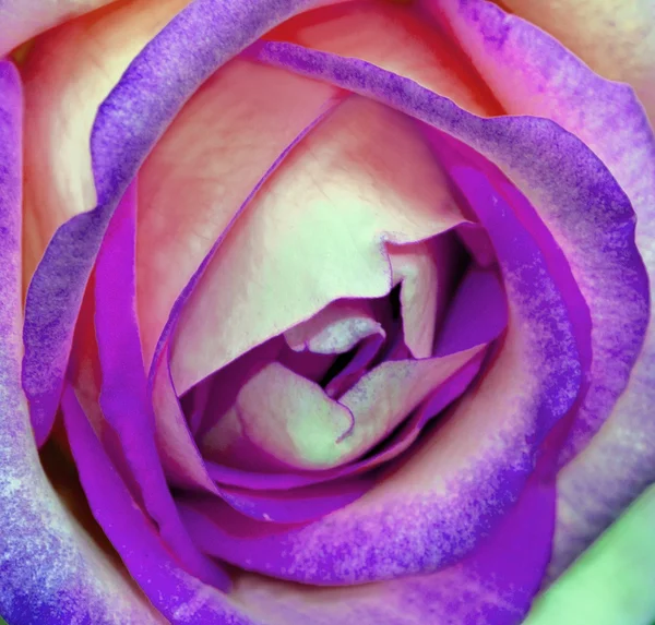 Pink rose flower — Stock Photo, Image