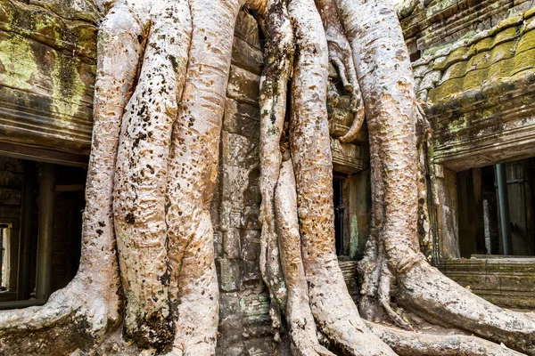 Камбодийское дерево искушает старость — стоковое фото