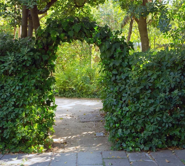 Arched shrubs gardens — Stock Photo, Image