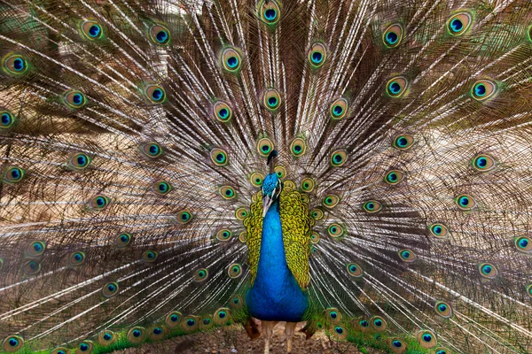 Голубые перья павлина — стоковое фото