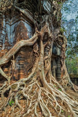 Orman Tapınak Koh Ke, Kamboçya ağaç