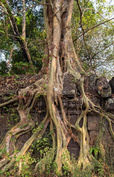 Old tree Ancient Temple of Bang Melea, Camboja — Fotografia de Stock