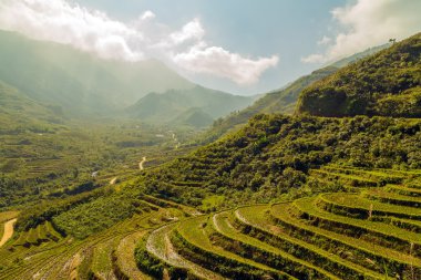 pirinç tarlaları teraslı vietnam üzerinde