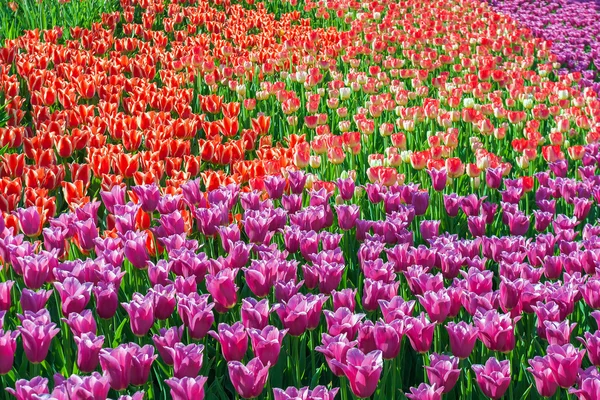 Tulipas no jardim de flores Parque Kukenhof — Fotografia de Stock