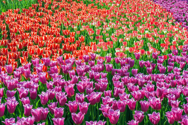 Тюльпаны в цветочном саду Кукенхоф
