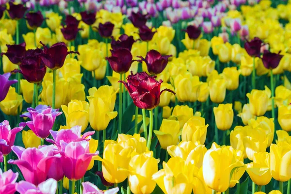 Tulips in flower garden Kukenhof park — Stock Photo, Image