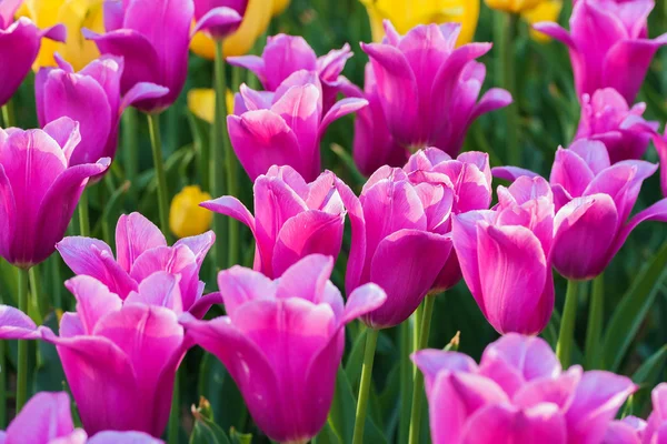Tulipanes en jardín de flores Kukenhof parque —  Fotos de Stock