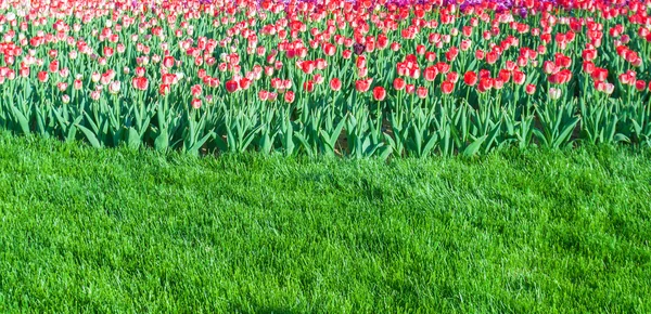 Tulipany w parku kukenhof flower garden — Zdjęcie stockowe