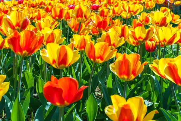 Tulipán virágoskert kukenhof park, a holland, Hollandia — Stock Fotó