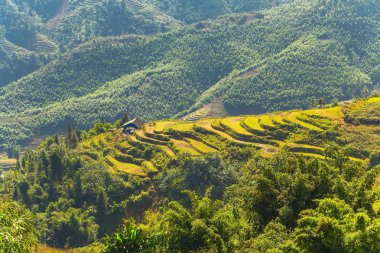 Tarım pirinç tarlaları teraslı vietnam üzerinde