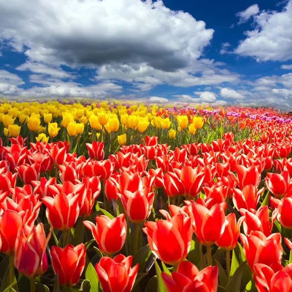 Tulips close up in flower garden — Stock Photo, Image