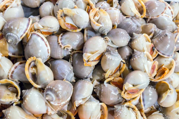 Schalentiere kochen Meeresfrüchte — Stockfoto
