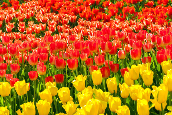 Тюльпаны в цветочном саду Кукенхоф
