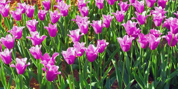 Paarse bloemen tulpen — Stockfoto