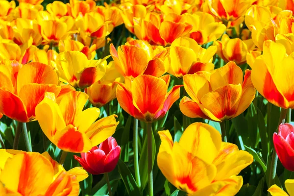 Tulpen in bloementuin kukenhof park — Stockfoto