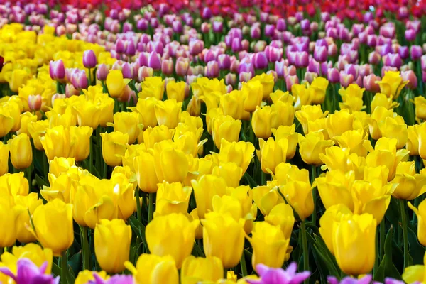 Tulips in flower garden — Stock Photo, Image