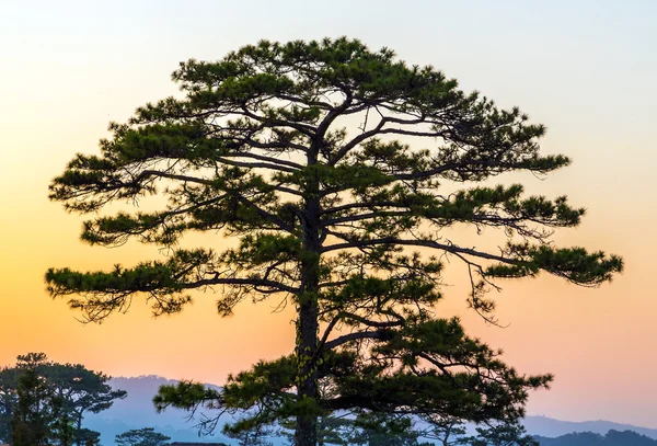 木日光色鮮やかな夕焼け — ストック写真