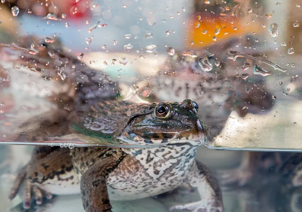 Bull Frogs looks from for glass, — Stock Photo, Image