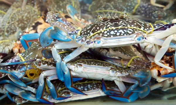 Primer plano de los mariscos de cangrejo azul — Foto de Stock