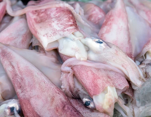 Rå bläckfisk skaldjur närbild — Stockfoto