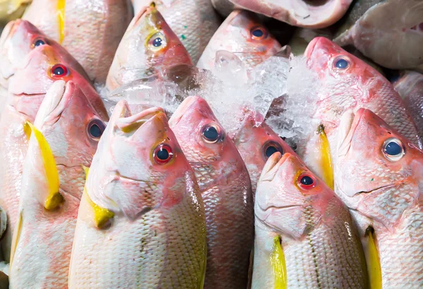 Fisch auf Eis Ausstellung Meeresmarkt. — Stockfoto