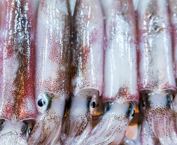 Färsk bläckfisk på havet — Stockfoto