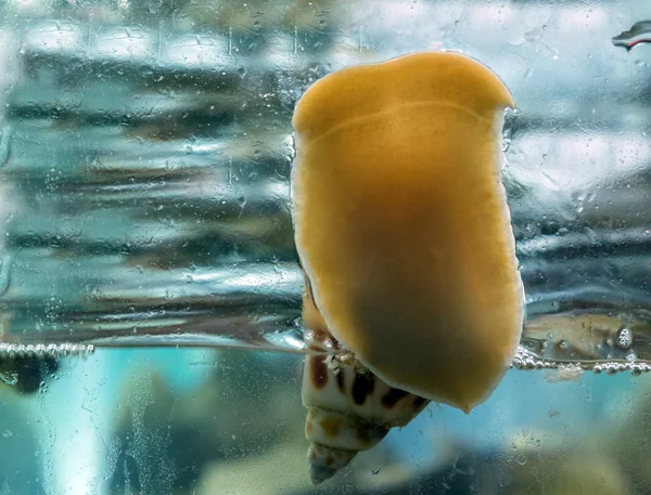 Lumaca su una superficie di vetro con gocce d'acqua — Foto Stock