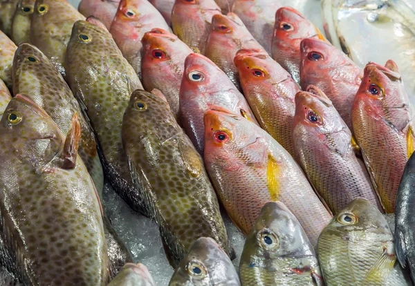 Fish on ice exposition — Stock Photo, Image