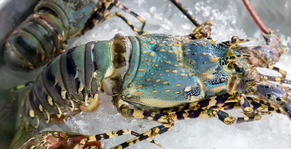 Lobsters frescos em exposição de gelo mercado do mar . — Fotografia de Stock