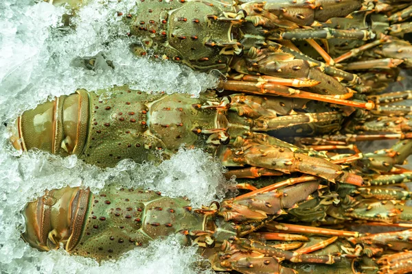 Crudo Langostas mariscos en hielo — Foto de Stock