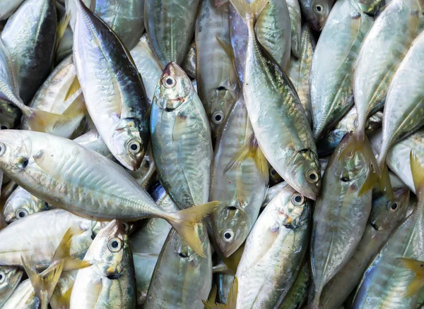 Fish on ice exposition sea market. — Stock Photo, Image