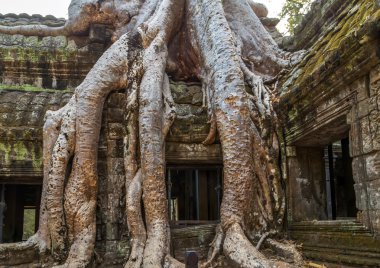 Banyan ağacı harabe Ta Prohm içinde,