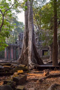 Wat Angkor Kamboçya'da eski ağaç.
