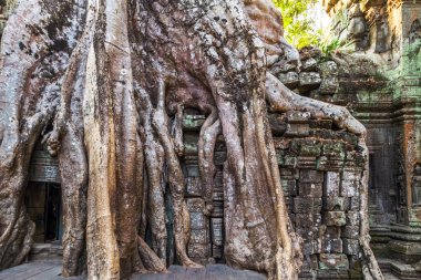 harabe Ta Prohm, Kamboçya Ağaç kökleri.