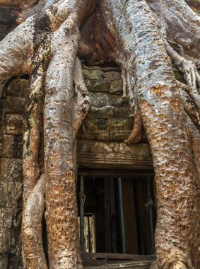 Banyan ağacı içinde pencere harabe Ta Prohm,