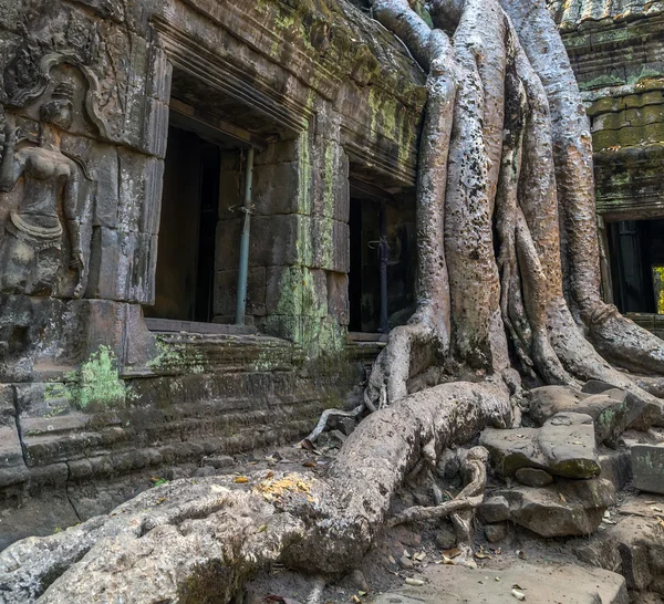 Pencere harabe Ta Prohm, Kamboçya ağacında. — Stok fotoğraf