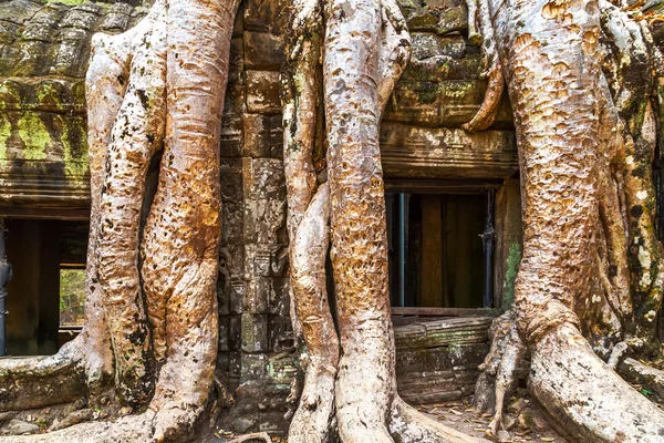 Okno w ruina Ta Prohm, Kambodża. — Zdjęcie stockowe