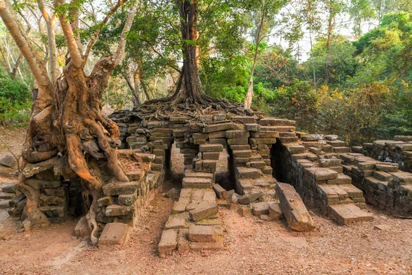 Angkor Wat giungla , — Foto Stock