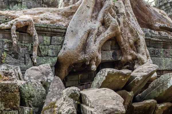 Árbol de banyan en ruina Ta Prohm, Camboya . — Foto de Stock