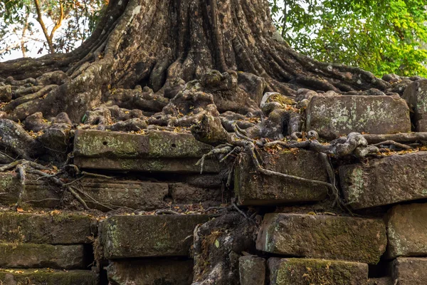 Drzewo w ruiny Angkor Wat, — Zdjęcie stockowe