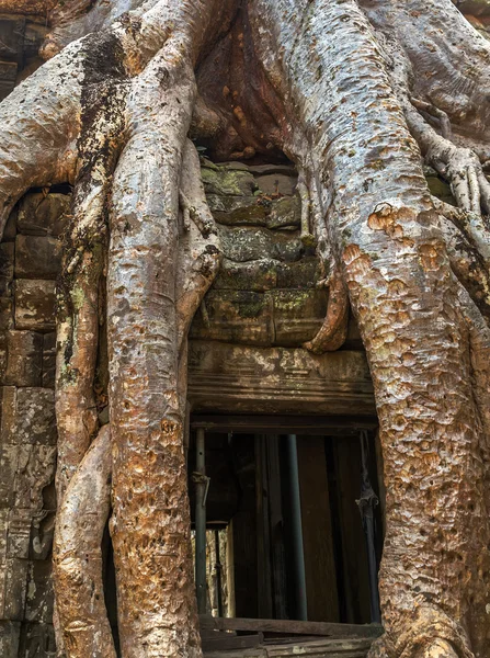 Banyan tree in window ruin Ta Prohm, — Φωτογραφία Αρχείου