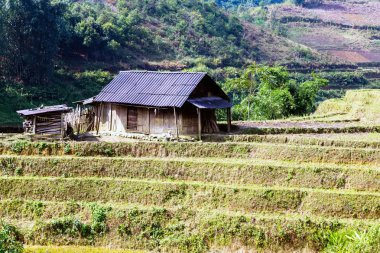 Pirinç alan ve kulübe. Vietnam