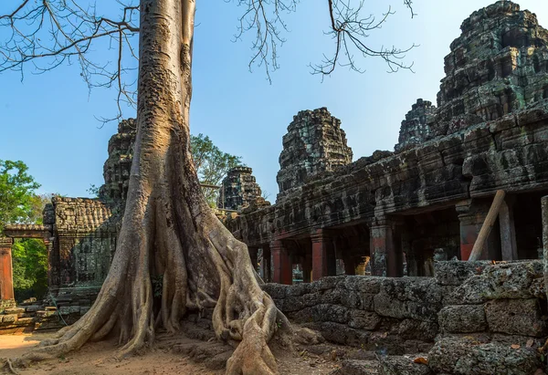 Orman Angkor Wat, Cambodia. — Stok fotoğraf