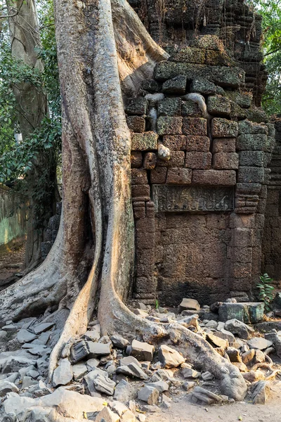 Träd i ruin Ta Prohm, Kambodja. — Stockfoto