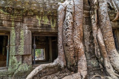 Banyan ağacı içinde harabe Ta Prohm, Kamboçya.