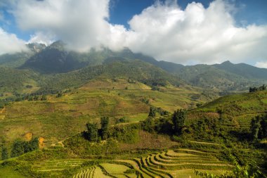 Pirinç çeltik alan teraslı,