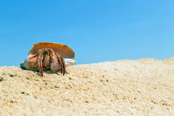 Cangrejo ermitaño en la concha — Foto de Stock