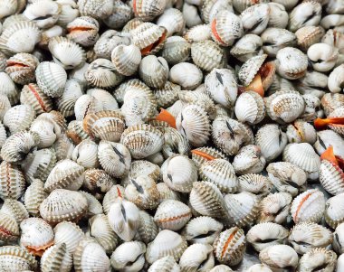 Buz üzerinde ham tarak