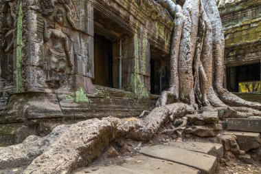 Banyan ağacı içinde harabe Ta Prohm, Kamboçya.